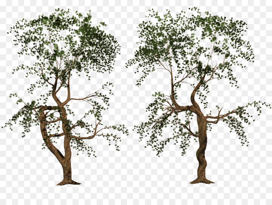 Tree Branch - sakura tree png download - 1024*768 - Free Transparent Tree png Download.