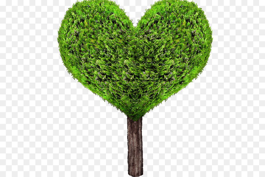 Tree - green tree png download - 800*600 - Free Transparent Tree png Download.