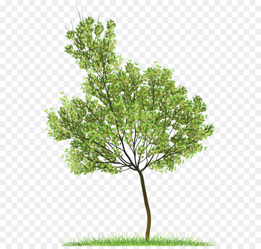 Icon Clip art - Transparent Green Tree PNG Clipart png download - 938*1227 - Free Transparent Tree png Download.
