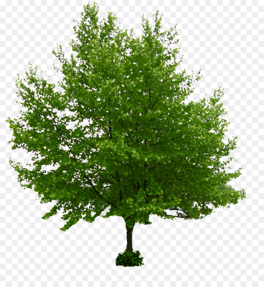 Tree Stock photography Norway  maple Download - trees png download - 1772*1908 - Free Transparent Tree png Download.