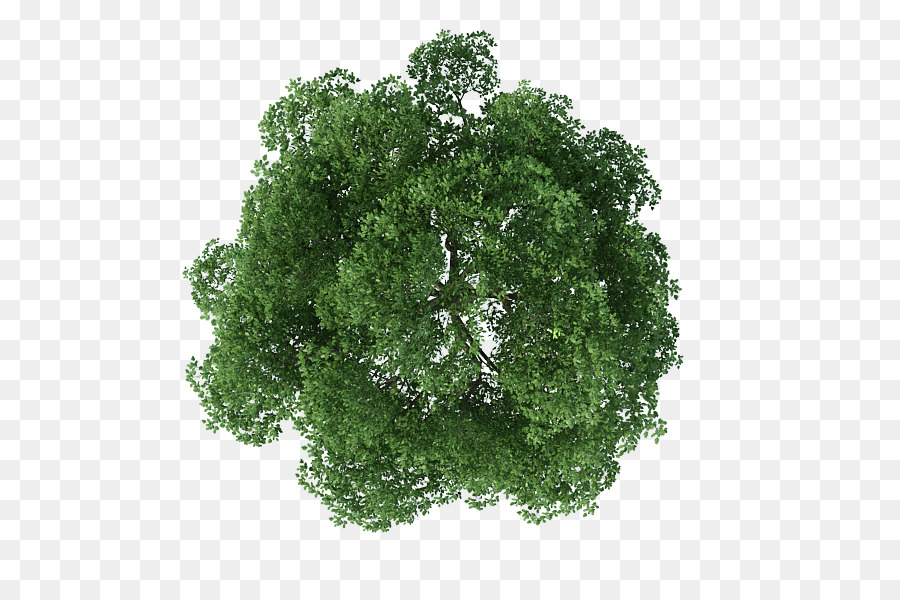 Tree Rendering - tree top view png download - 800*600 - Free Transparent Tree png Download.