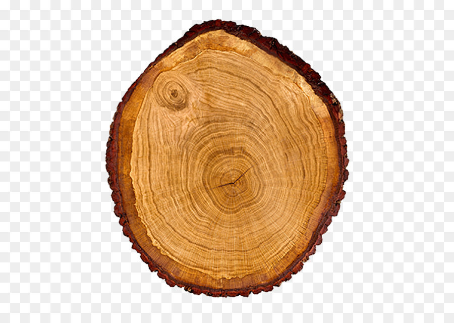 Tree Wood Trunk Cross section Dendrochronology - Oak tree trunk png download - 500*629 - Free Transparent Tree png Download.