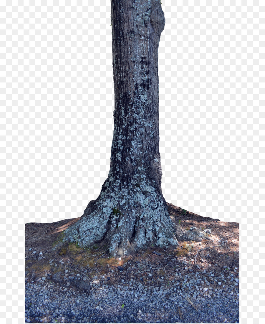 Tree stump Trunk Woody plant - tree trunk png download - 727*1098 - Free Transparent Tree png Download.