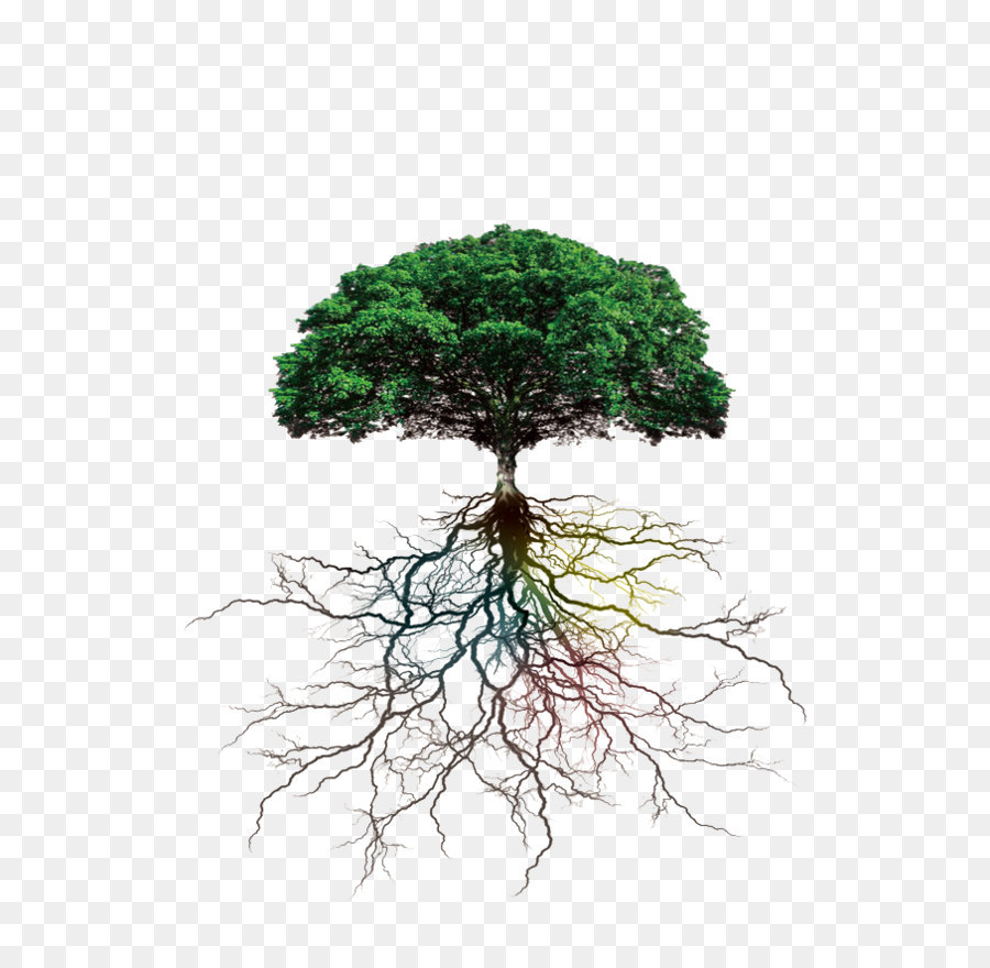 Tree Rooting Branch - Tree roots png download - 655*871 - Free Transparent Tree png Download.