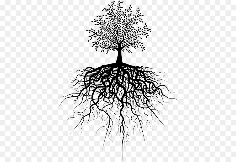 Root Tree Royalty-free - tree root png download - 470*620 - Free Transparent Root png Download.