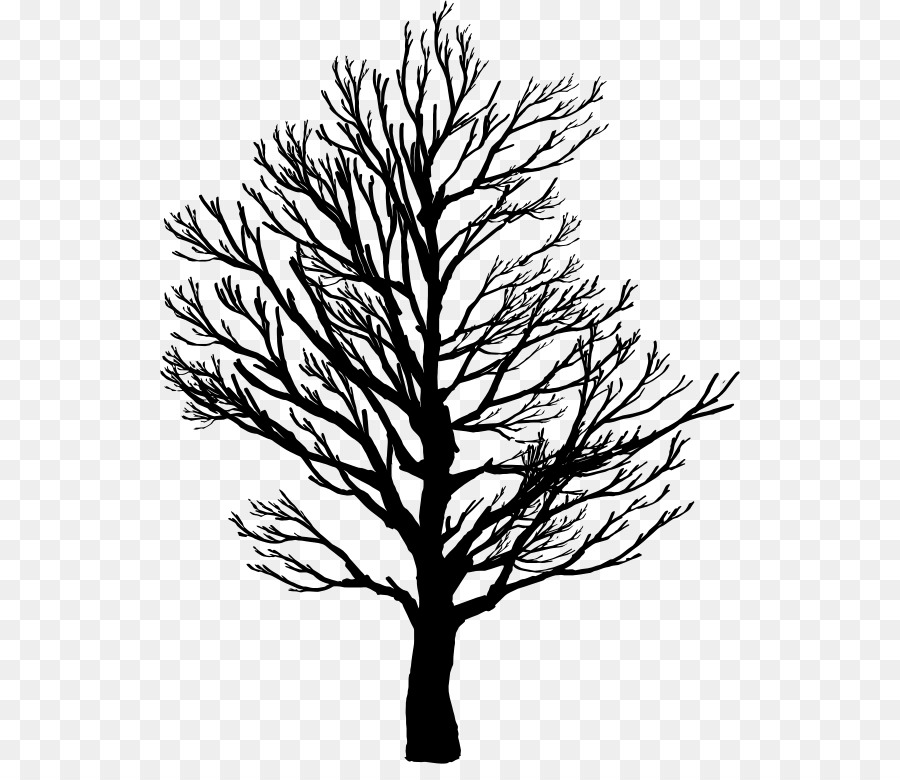 Tree Branch Root Clip art - pine branches buckle clip free png download - 580*764 - Free Transparent Tree png Download.