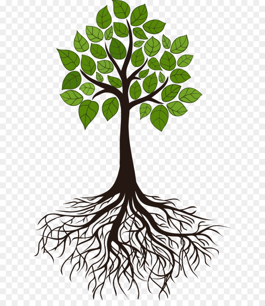 Tree Root Branch Clip art - root png download - 669*1024 - Free Transparent Tree png Download.
