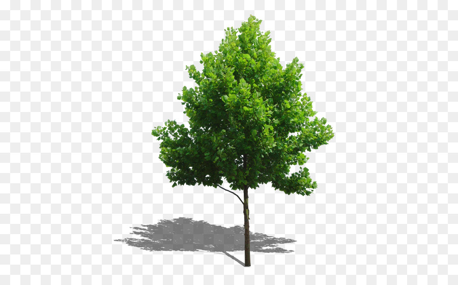Tree Plant Computer file - Trees png download - 476*552 - Free Transparent Tree png Download.