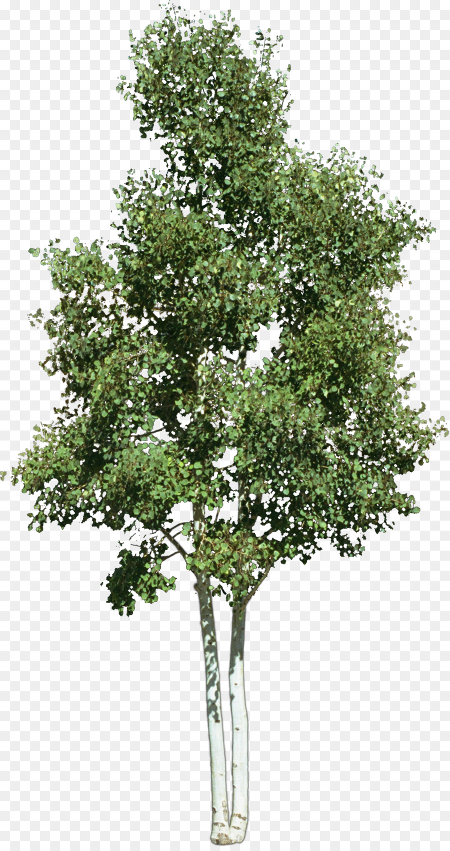 Tree - Trees Trees transparent transparent material png download - 530* ...