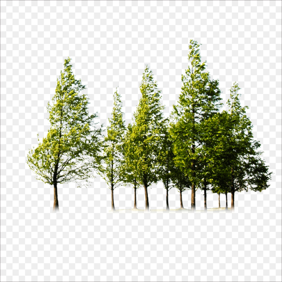 Tree - Trees png download - 1773*1773 - Free Transparent Tree png Download.