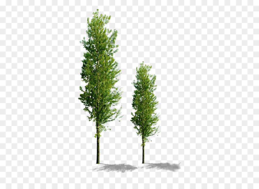 Tree Computer file - Trees png download - 1500*1500 - Free Transparent Tree png Download.