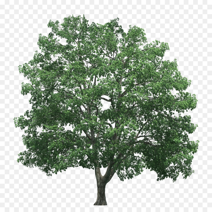 Tree Rendering - lifelike png download - 1024*1024 - Free Transparent Tree png Download.