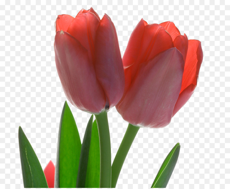 Tulip Red Flower - Red tulips png download - 800*736 - Free Transparent Tulip png Download.