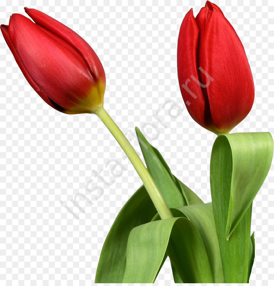 Indira Gandhi Memorial Tulip Garden Flower Clip art - tulips png download - 1856*1920 - Free Transparent Indira Gandhi Memorial Tulip Garden png Download.