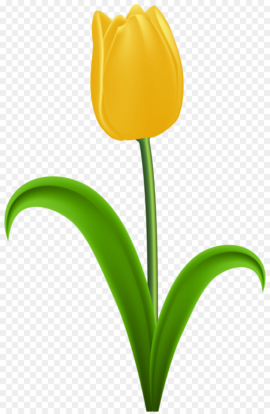 Tulip Yellow Flower Clip art - tulips png download - 5248*8000 - Free Transparent Tulip png Download.