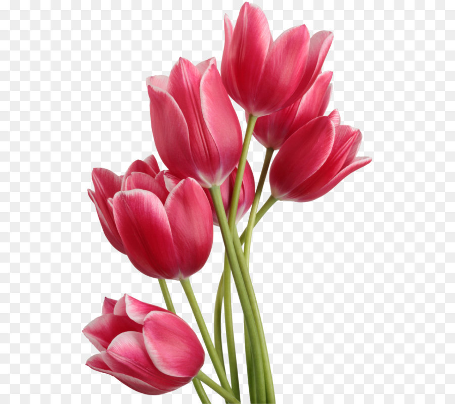 Tulip Computer file - Tulips PNG image png download - 635*800 - Free Transparent Tulip png Download.