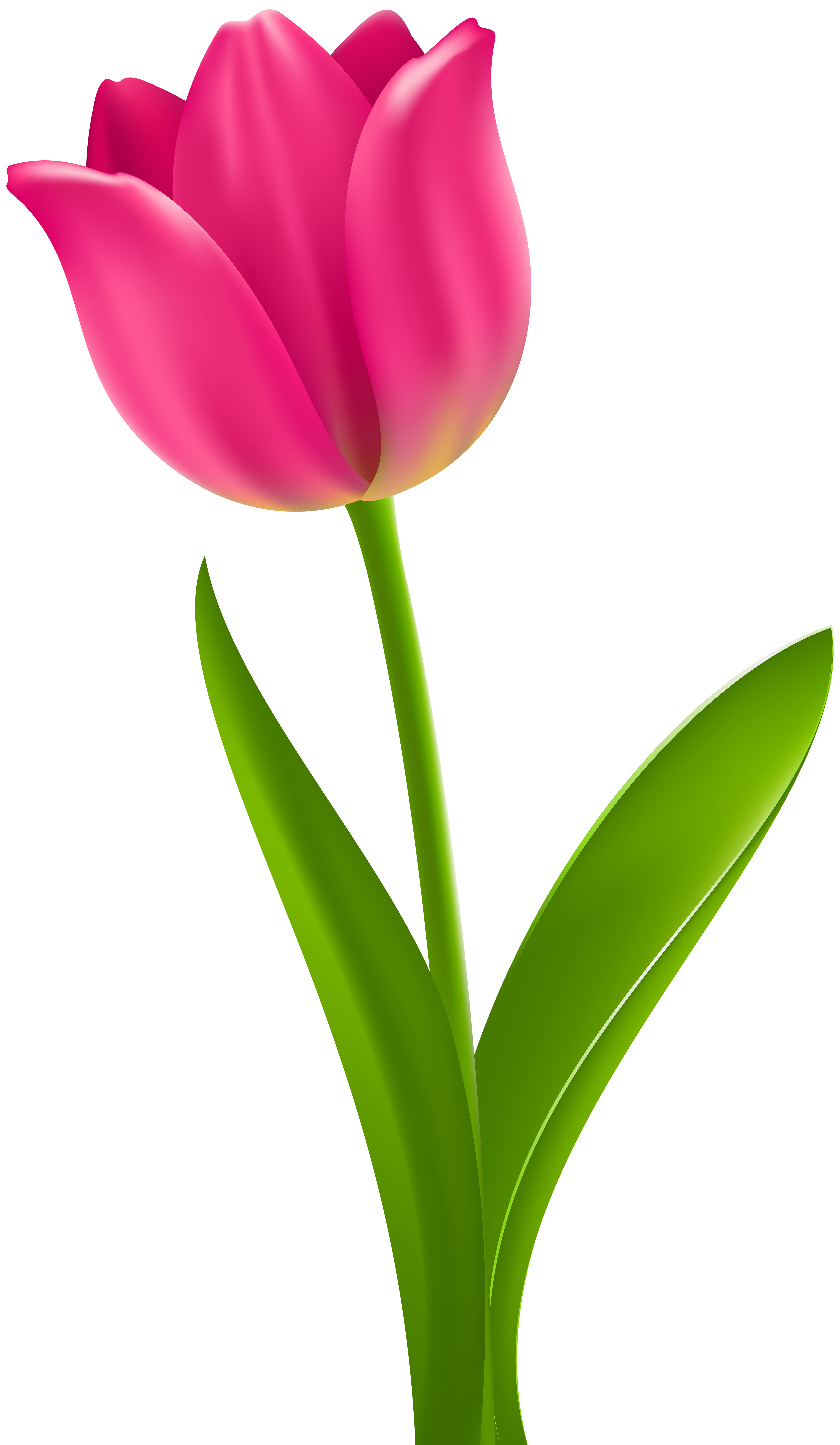 Pink Tulip Clipart 3 Clipartix - vrogue.co