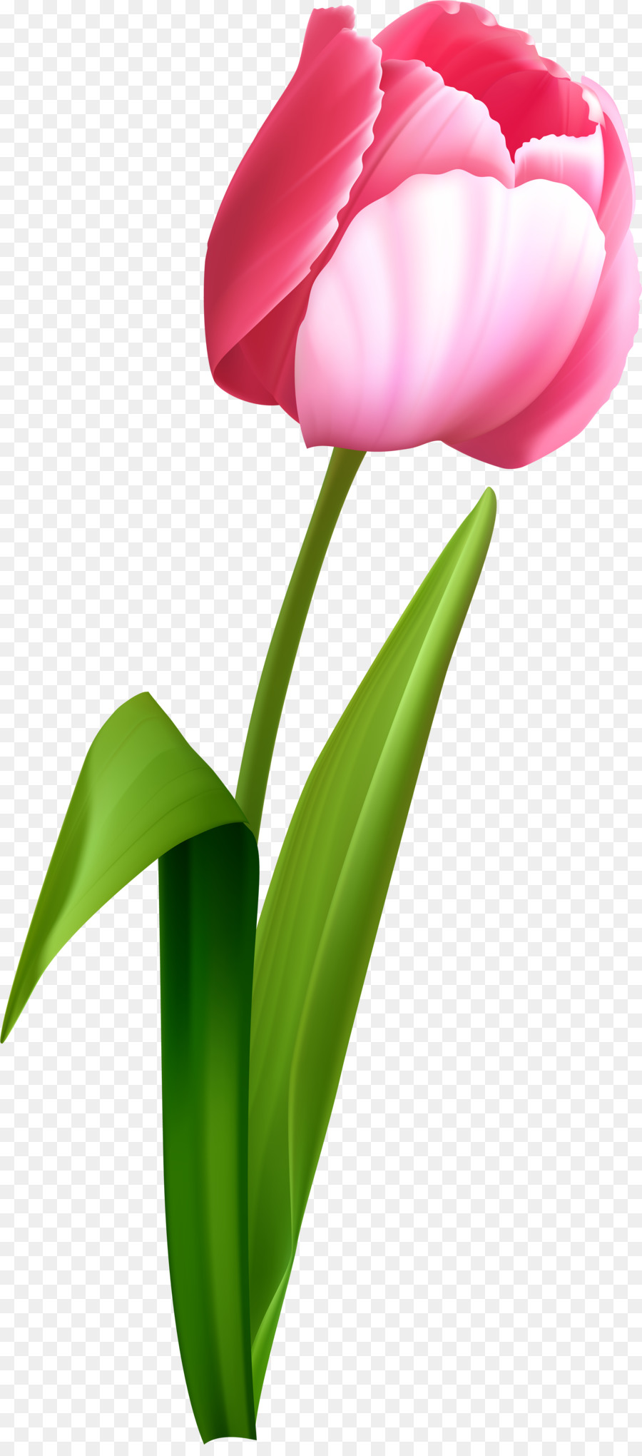 Tulip Portable Network Graphics Clip art Transparency Desktop Wallpaper - spring clip art png tulips png download - 3507*7888 - Free Transparent Tulip png Download.