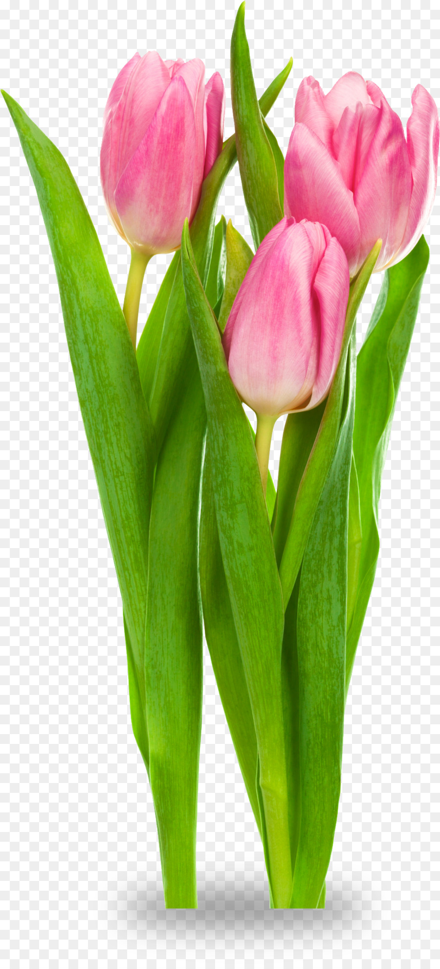 Indira Gandhi Memorial Tulip Garden Tulipa gesneriana Flower Clip art - tulip png download - 999*2186 - Free Transparent Indira Gandhi Memorial Tulip Garden png Download.