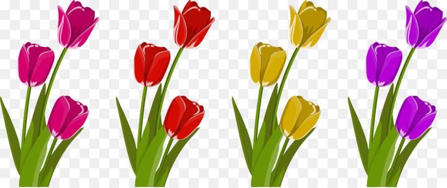 Cut flowers Tulip Petal - tulips png download - 2400*1008 - Free Transparent Flower png Download.