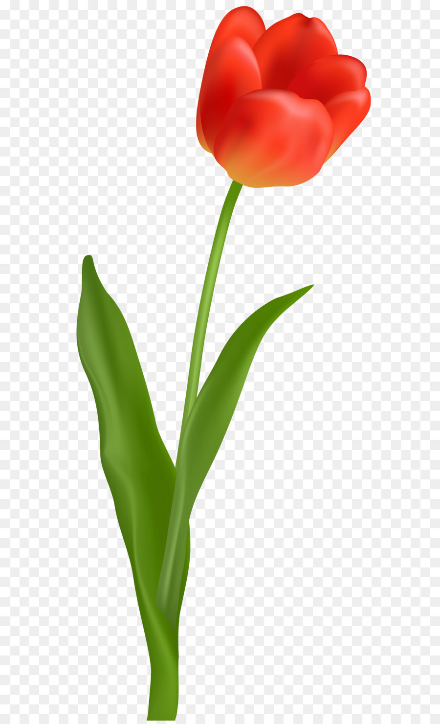 Tulip Red Flower Clip art - Red Tulip Transparent PNG Clip Art Image png download - 3531*8000 - Free Transparent Tulip png Download.