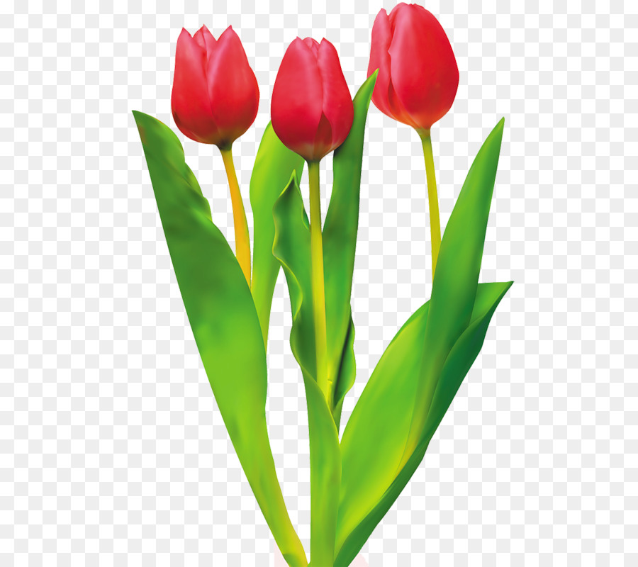 Tulip Cut flowers Red - Red tulips png download - 552*800 - Free Transparent Tulip png Download.
