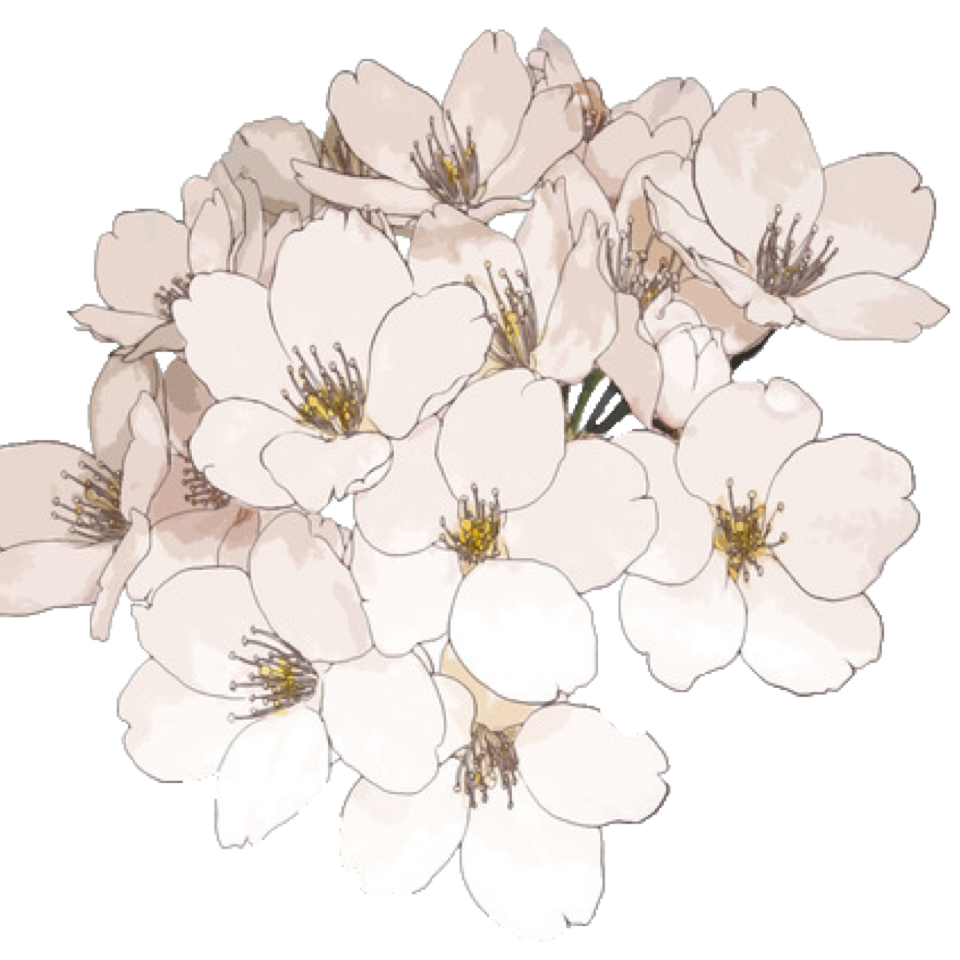 T-shirt Cherry Blossom Flower PNG, Clipart, Anime, Blossom, Body Jewelry,  Branch, Cherry Blossom Free PNG