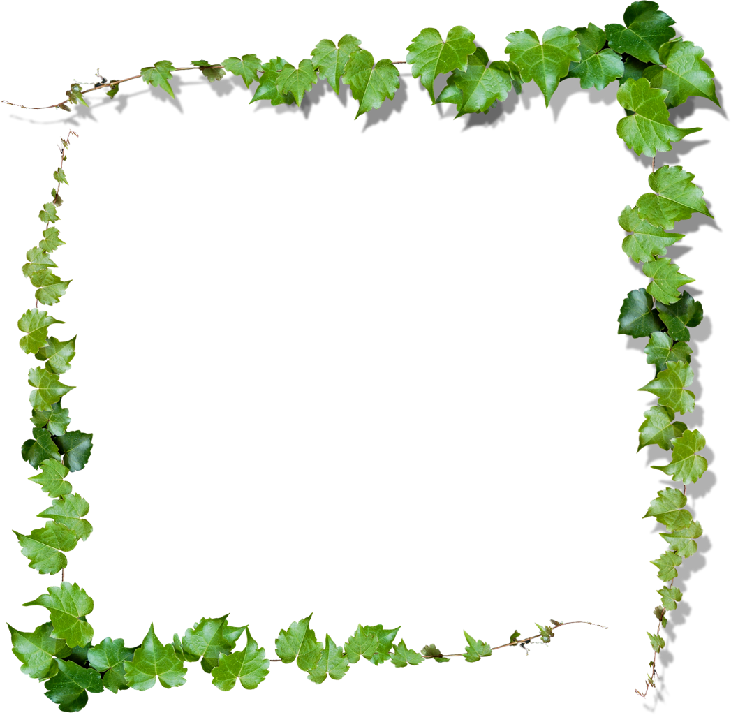 Green Vine Clip art - leaves frame png download - 1047*1024 - Free ...