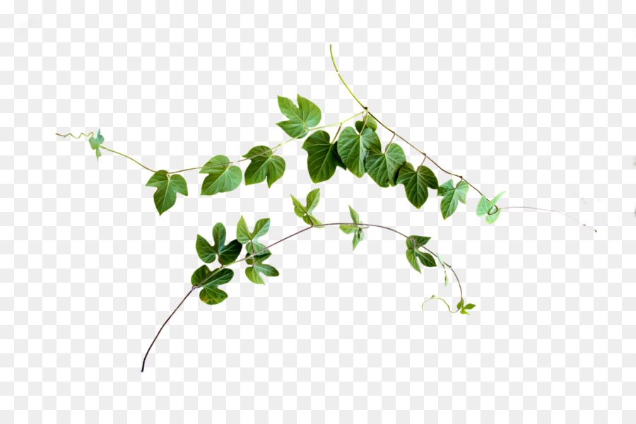 Leaf Vine Plant stem - vines png download - 1024*681 - Free Transparent Leaf png Download.