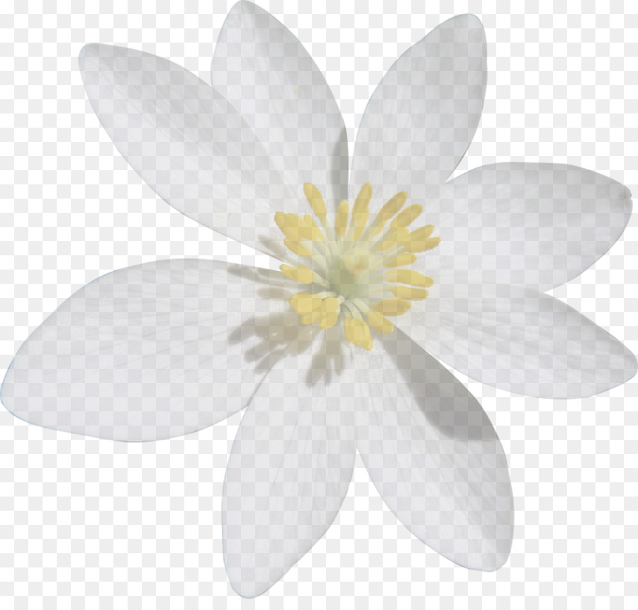 Petal White Flower - flower png download - 1920*1800 - Free Transparent Petal png Download.
