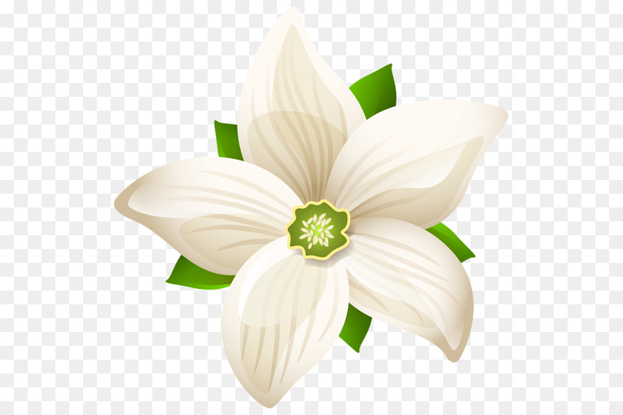 Flower White Clip art - white flower png download - 589*600 - Free Transparent Flower png Download.