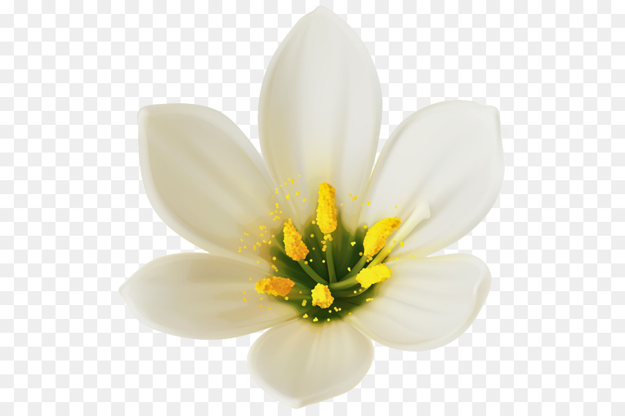 White wine Flower Clip art - white flower png download - 578*600 - Free Transparent White Wine png Download.