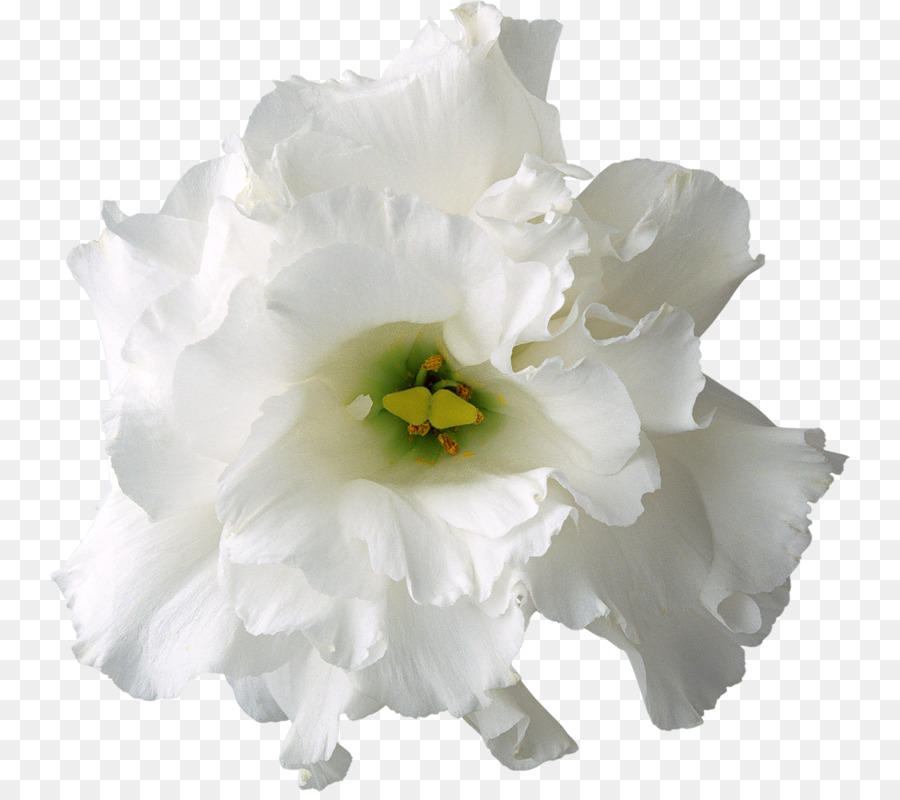White Flower - Creative floral pattern Flowers Flowers png download - 800*792 - Free Transparent White png Download.