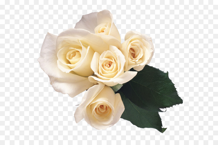 Rose White - White roses PNG image png download - 1000*900 - Free Transparent Rose png Download.
