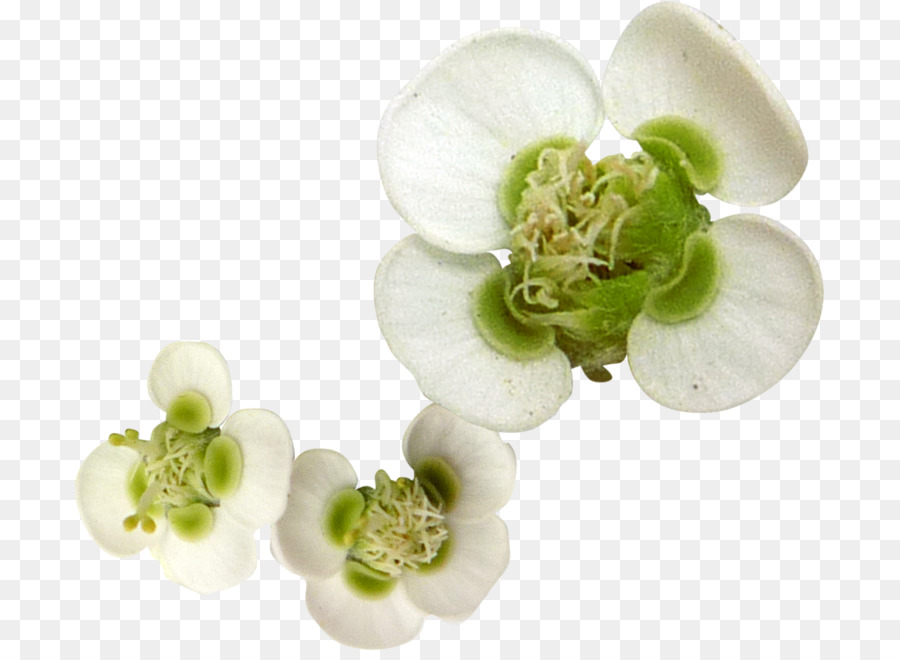 White Flower Petal - flower png download - 751*651 - Free Transparent White png Download.
