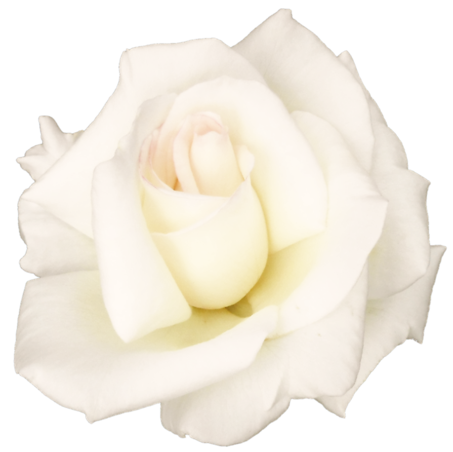 Garden roses Centifolia roses Petal White Cut flowers - White Rose PNG ...