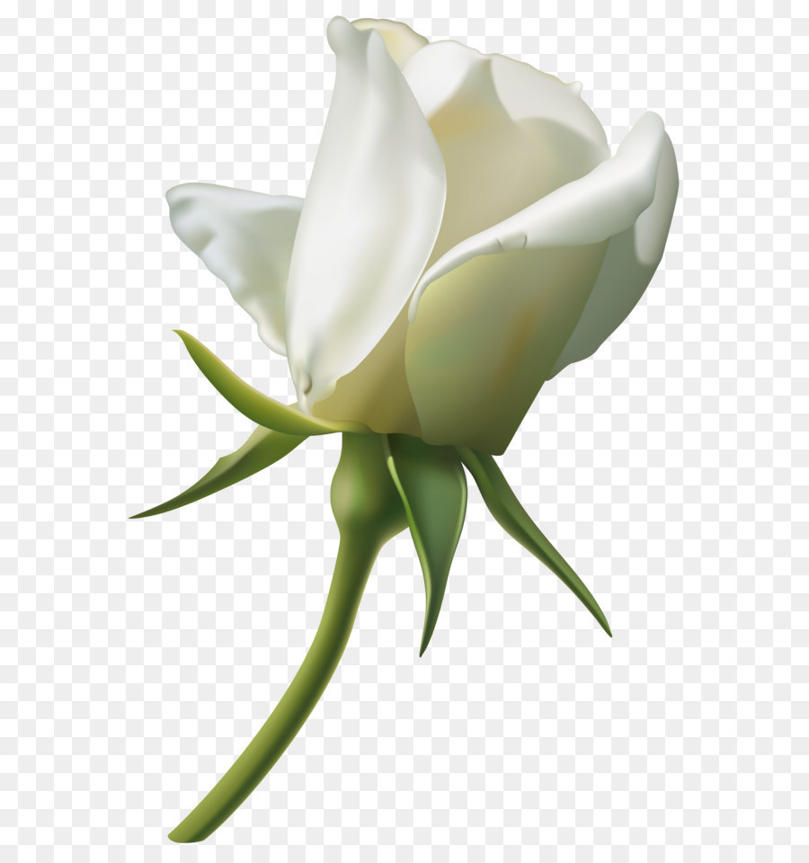 Rose White Clip art - Beautiful White Rose Bud PNG Clipart Image png download - 6733*9878 - Free Transparent Rose png Download.