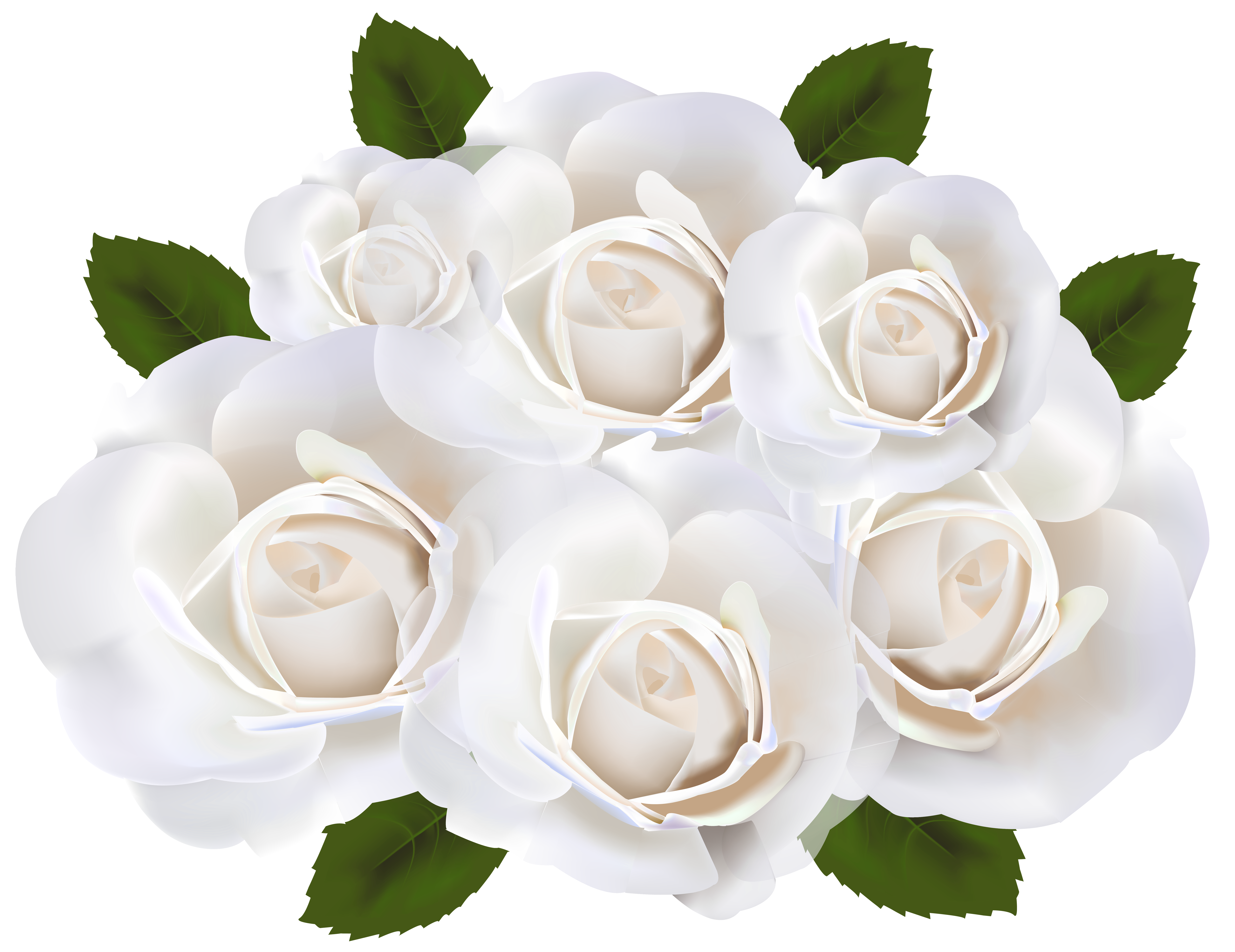 Garden roses White Clip art - White Roses PNG Clip Art Transparent ...