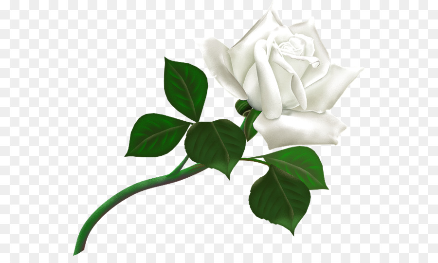 White Rose Desktop Wallpaper Clip art - white rose png download - 600*525 - Free Transparent White Rose png Download.
