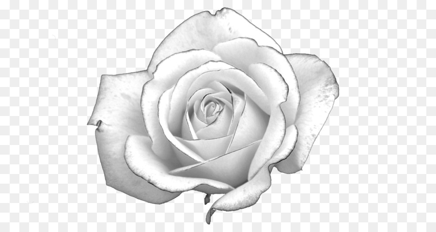 White Rose Light Presentation - white roses png download - 3008*1602 - Free Transparent White Rose png Download.
