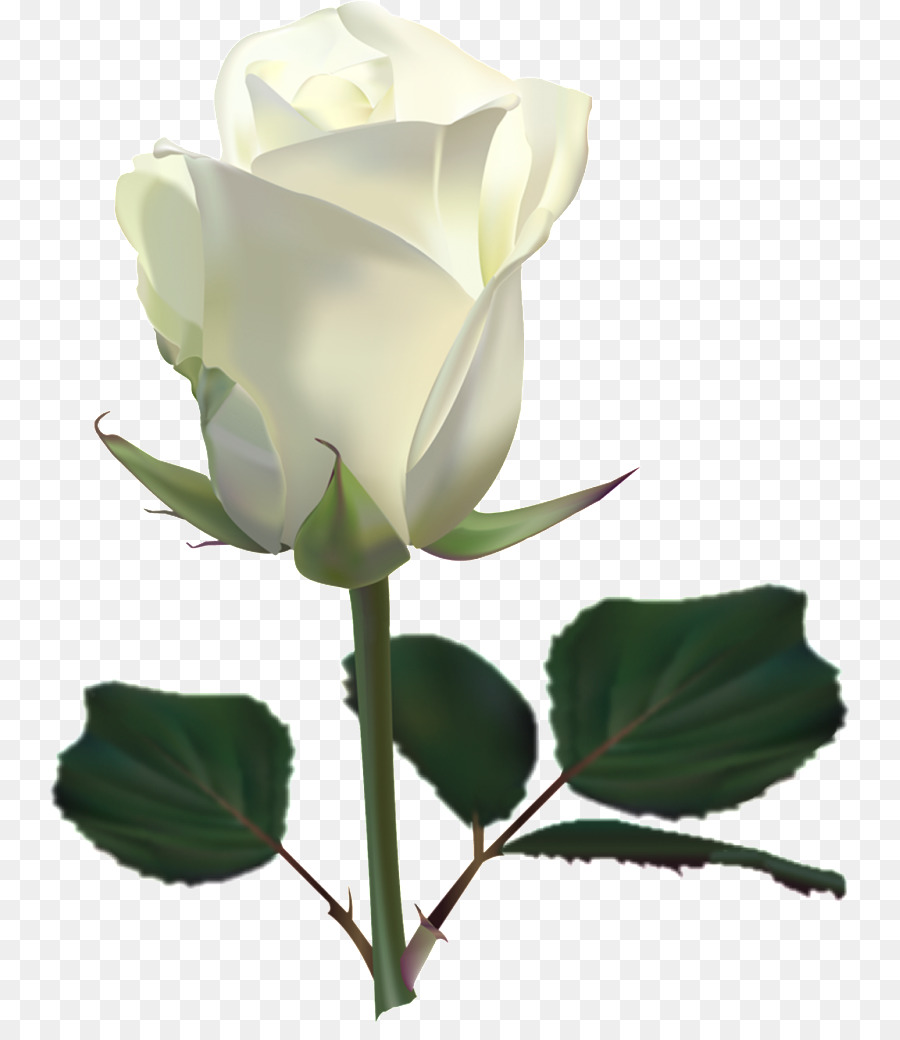 Rose Flower Clip art - white roses png download - 807*1024 - Free Transparent Rose png Download.