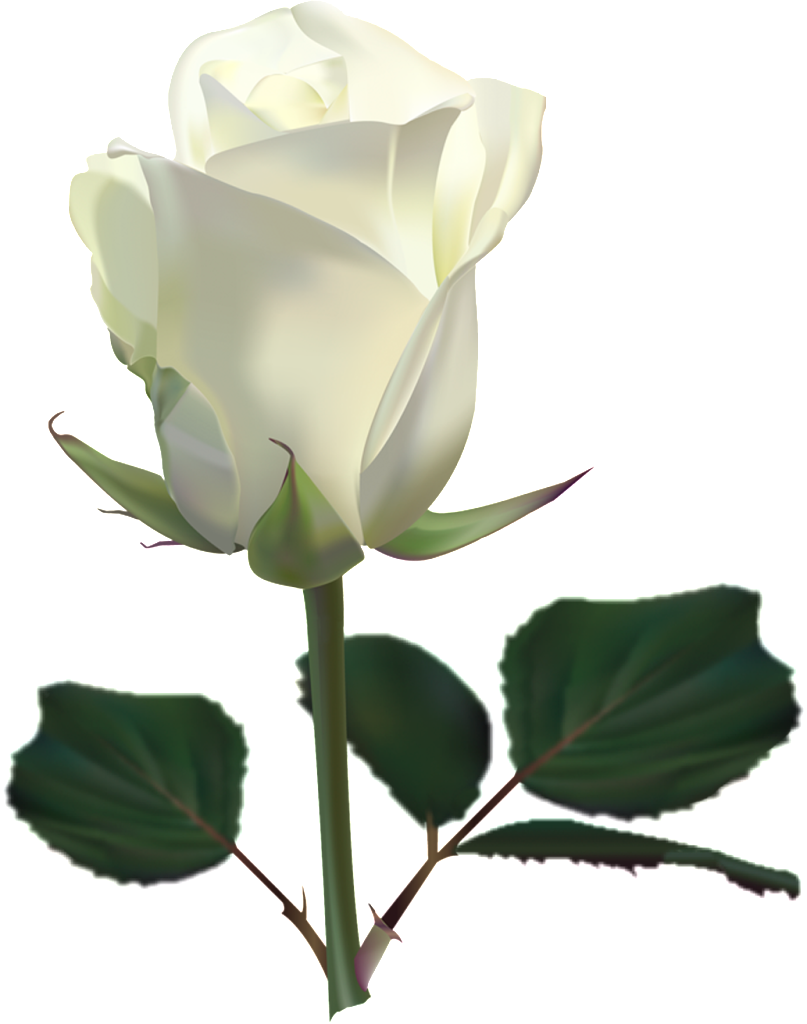 Rose Flower Clip art - white roses png download - 807*1024 - Free ...