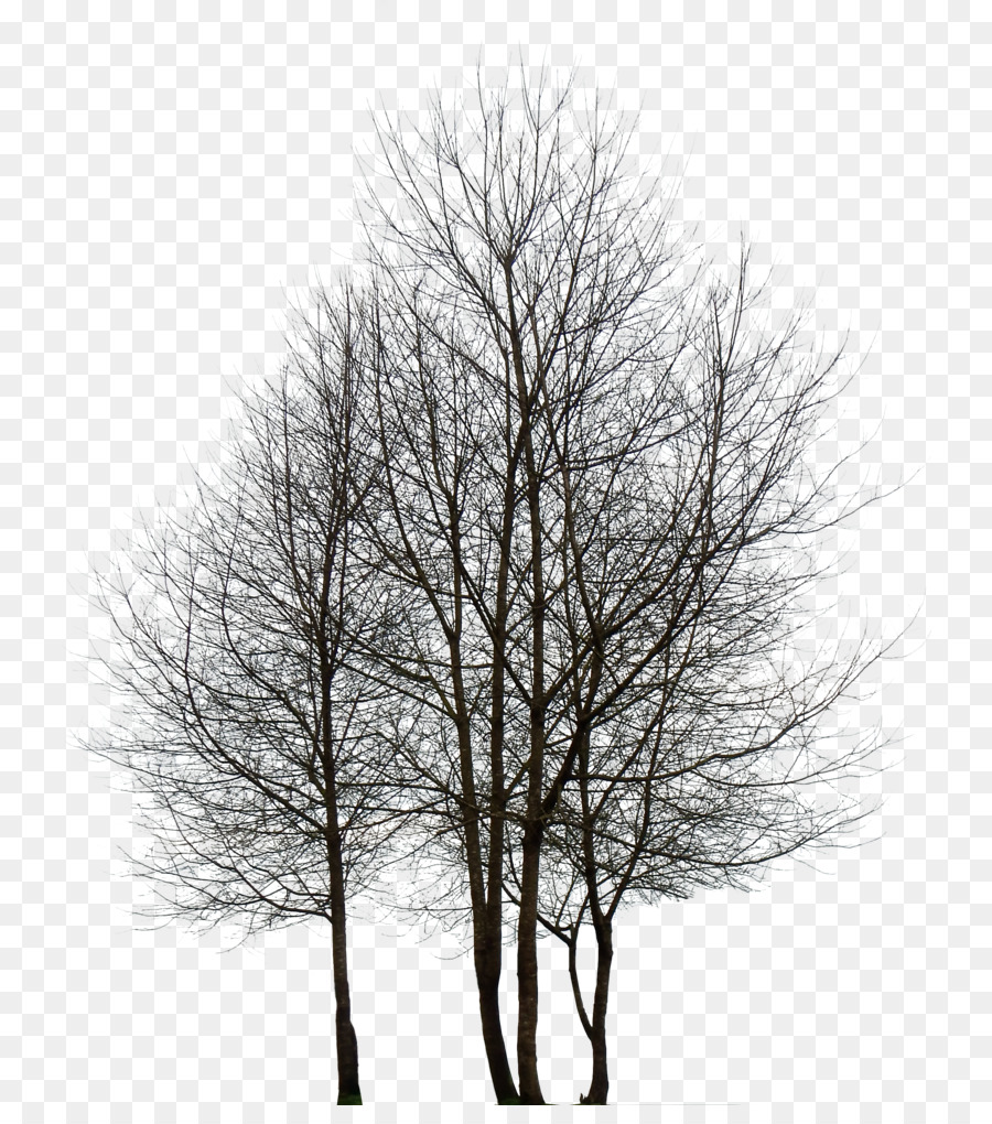 Tree Desktop Wallpaper Rendering - pine tree png download - 2588*2884 - Free Transparent Tree png Download.