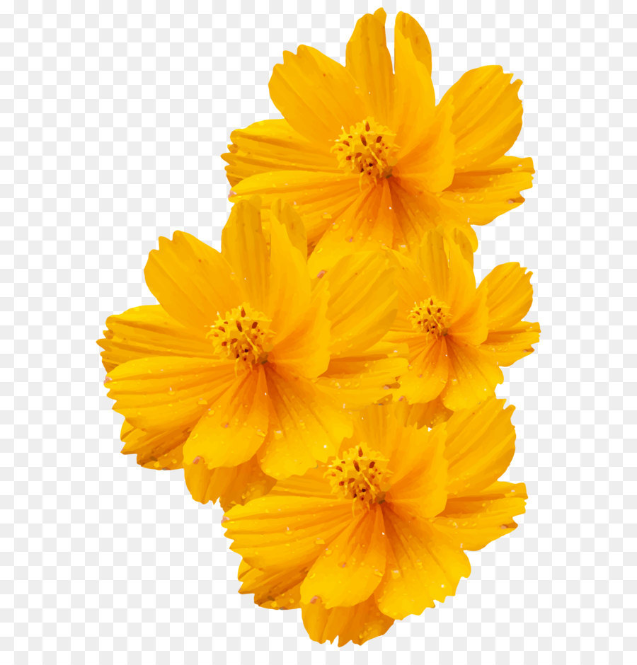 Cosmos sulphureus Cosmos bipinnatus Yellow Flower Euclidean vector - Shiny flower yellow vector png download - 1550*2210 - Free Transparent Flower png Download.