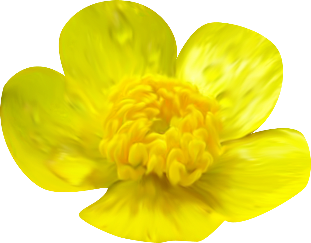 Yellow Flower Orange Clip art - Tem png download - 1003*782 - Free ...