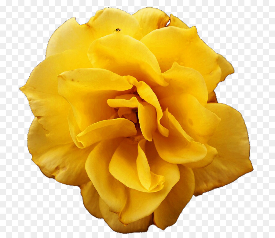 Yellow Flower Rose - yellow rose png download - 818*780 - Free Transparent Yellow png Download.