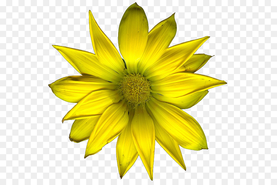 Flower - yellow flowers png download - 595*600 - Free Transparent Flower png Download.