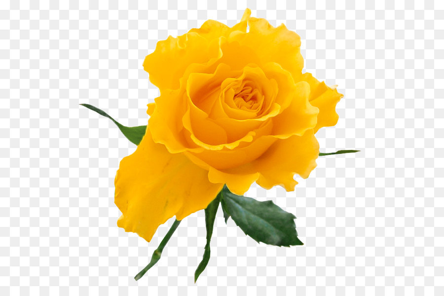 Rose Yellow Clip art - Transparent Yellow Rose png download - 585*587 - Free Transparent Centifolia Roses png Download.