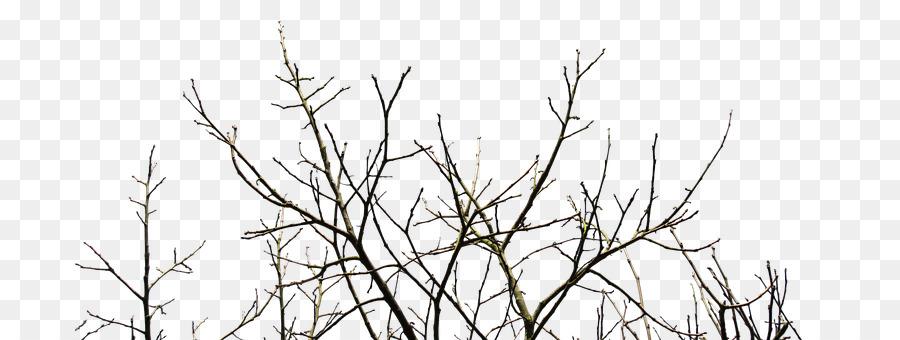 Pruning Tree Branch ???? PHP-FPM - tea tree png download - 750*340 - Free Transparent Pruning png Download.