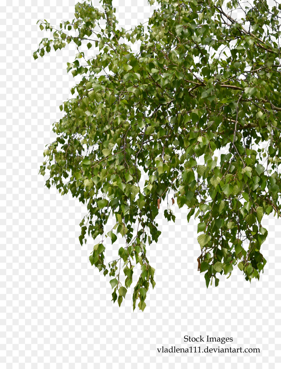 Tree Branch Birch - branches png download - 900*1172 - Free Transparent Tree png Download.